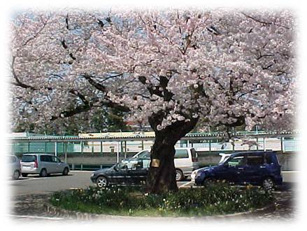 桜